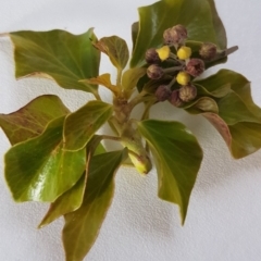 Hedera sp. (helix or hibernica) (Ivy) at Red Hill, ACT - 27 Aug 2020 by SRoss