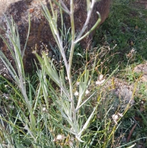 Senecio quadridentatus at Red Hill, ACT - 27 Aug 2020 01:35 PM