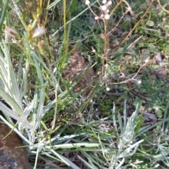 Senecio quadridentatus at Red Hill, ACT - 27 Aug 2020