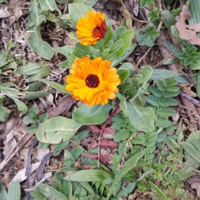 Calendula officinalis (English or Pot Marigold) at Red Hill, ACT - 27 Aug 2020 by SRoss