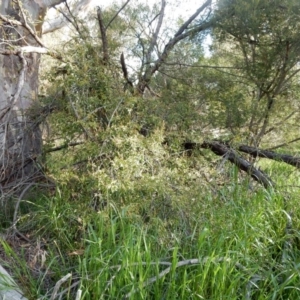 Pandorea pandorana at Fraser, ACT - 27 Aug 2020 09:24 AM