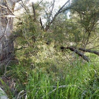 Pandorea pandorana (Wonga Wonga Vine) at Fraser, ACT - 26 Aug 2020 by Rosie