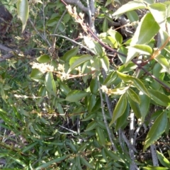 Pandorea pandorana at Fraser, ACT - 27 Aug 2020 09:24 AM