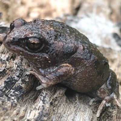 Uperoleia laevigata (Smooth Toadlet) at Albury - 26 Aug 2020 by Damian Michael