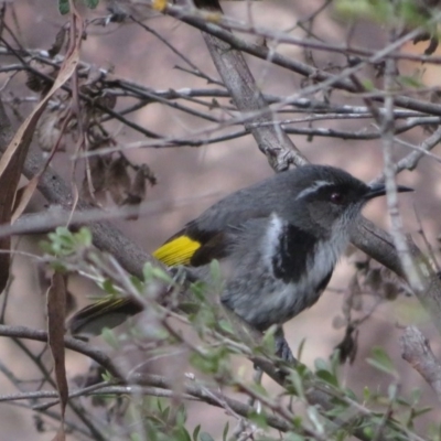 Phylidonyris pyrrhopterus (Crescent Honeyeater) at Uriarra Village, ACT - 27 Aug 2020 by RobParnell