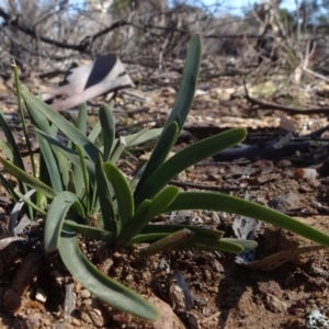 Lomandra filiformis subsp. coriacea at Carwoola, NSW - 26 Aug 2020 12:24 PM