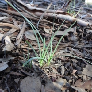 Lomandra filiformis at Carwoola, NSW - 26 Aug 2020