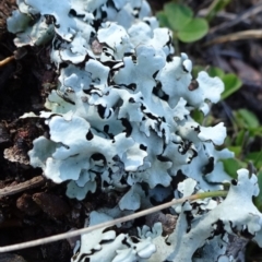 Lichen - foliose at Carwoola, NSW - 26 Aug 2020 by JanetRussell