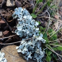 Lichen - foliose at Carwoola, NSW - 26 Aug 2020