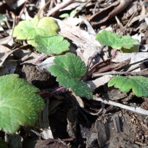 Hydrocotyle laxiflora at Carwoola, NSW - 26 Aug 2020