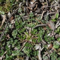 Erodium cicutarium (Common Storksbill, Common Crowfoot) at Carwoola, NSW - 26 Aug 2020 by AndyRussell