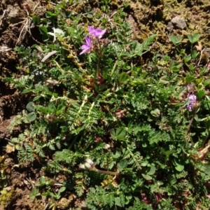 Erodium cicutarium at Carwoola, NSW - 26 Aug 2020