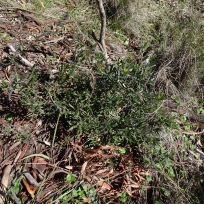 Billardiera scandens (Hairy Apple Berry) at Carwoola, NSW - 26 Aug 2020 by AndyRussell