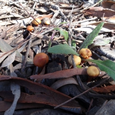 Unidentified Fungus at Cuumbeun Nature Reserve - 26 Aug 2020 by AndyRussell