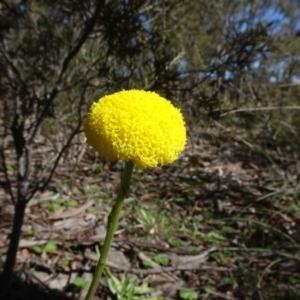 Craspedia variabilis at Carwoola, NSW - suppressed