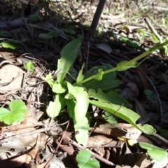 Craspedia variabilis at Carwoola, NSW - suppressed