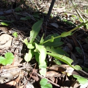 Craspedia variabilis at Carwoola, NSW - suppressed