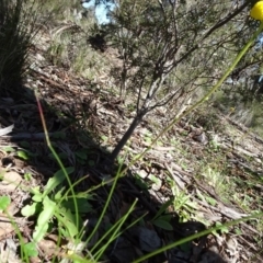 Craspedia variabilis at Carwoola, NSW - suppressed