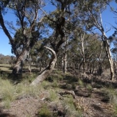 Eucalyptus (genus) (A Gum Tree) at Carwoola, NSW - 26 Aug 2020 by AndyRussell