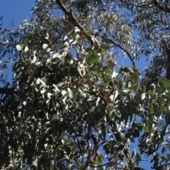 Eucalyptus sp. at Carwoola, NSW - 26 Aug 2020 02:15 PM