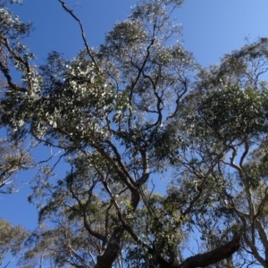 Eucalyptus sp. at Carwoola, NSW - 26 Aug 2020 02:15 PM