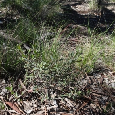 Hibbertia obtusifolia (Grey Guinea-flower) at Carwoola, NSW - 26 Aug 2020 by AndyRussell