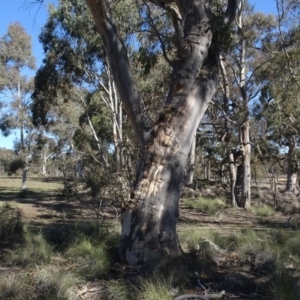 Eucalyptus rossii at Carwoola, NSW - 26 Aug 2020