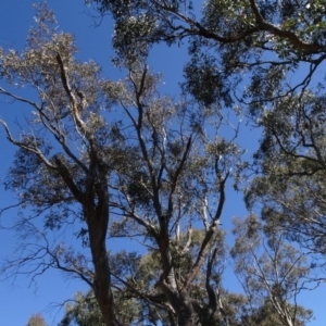 Eucalyptus rossii at QPRC LGA - 26 Aug 2020 02:16 PM