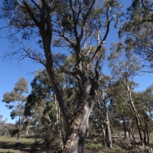 Eucalyptus rossii at Carwoola, NSW - 26 Aug 2020