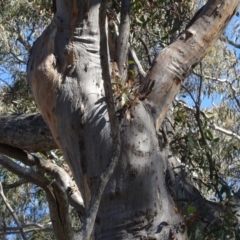 Eucalyptus rossii at Carwoola, NSW - 26 Aug 2020