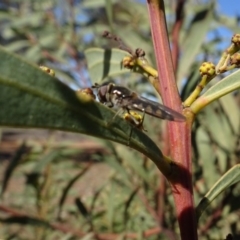 Melangyna viridiceps (Hover fly) at Carwoola, NSW - 26 Aug 2020 by AndyRussell