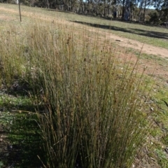 Juncus sp. (A Rush) at Carwoola, NSW - 26 Aug 2020 by AndyRussell