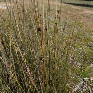 Juncus sp. at Carwoola, NSW - 26 Aug 2020