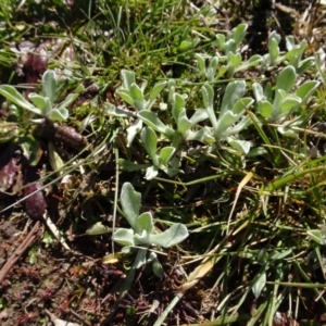 Chrysocephalum apiculatum at Carwoola, NSW - 26 Aug 2020