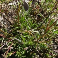 Vittadinia muelleri (Narrow-leafed New Holland Daisy) at Carwoola, NSW - 26 Aug 2020 by AndyRussell