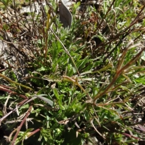 Vittadinia muelleri at Carwoola, NSW - 26 Aug 2020