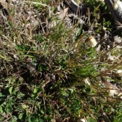 Vittadinia muelleri at Carwoola, NSW - 26 Aug 2020