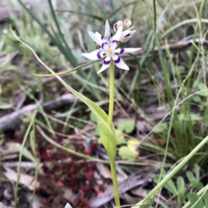 Wurmbea dioica subsp. dioica at Holt, ACT - 27 Aug 2020 03:35 PM