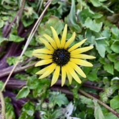 Arctotheca calendula (Capeweed, Cape Dandelion) at The Pinnacle - 27 Aug 2020 by annamacdonald