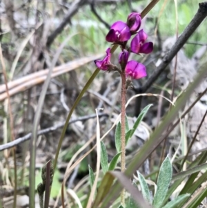 Swainsona sericea at Holt, ACT - 27 Aug 2020