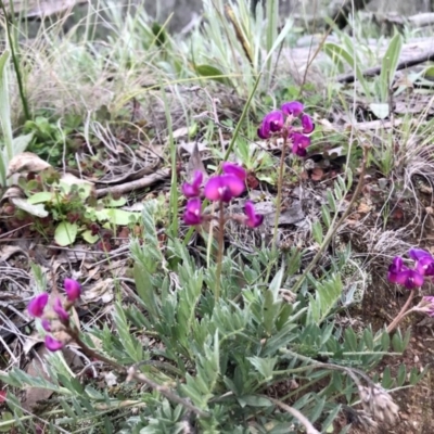 Swainsona sericea (Silky Swainson-Pea) at Holt, ACT - 27 Aug 2020 by annamacdonald