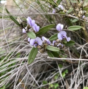 Hovea heterophylla at Holt, ACT - 27 Aug 2020