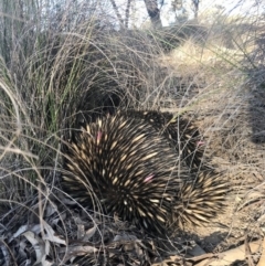 Tachyglossus aculeatus (Short-beaked Echidna) at Mulligans Flat - 21 Jul 2020 by annamacdonald