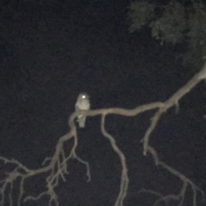 Podargus strigoides at Weetangera, ACT - 29 Jun 2020