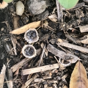 Cyathus sp. at Page, ACT - 5 Jun 2020