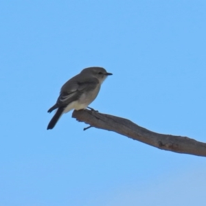 Microeca fascinans at Tennent, ACT - 26 Aug 2020 12:35 PM