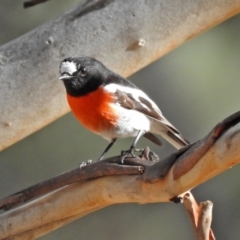 Petroica boodang at Paddys River, ACT - 26 Aug 2020