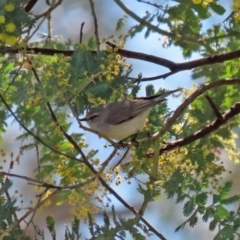 Gerygone fusca at Tennent, ACT - 26 Aug 2020