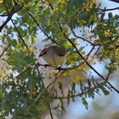 Gerygone fusca at Tennent, ACT - 26 Aug 2020