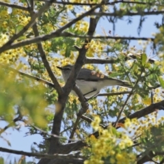 Gerygone fusca at Tennent, ACT - 26 Aug 2020